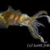 squid_reef_bigfin_pp_v_0104_alo0255.jpg